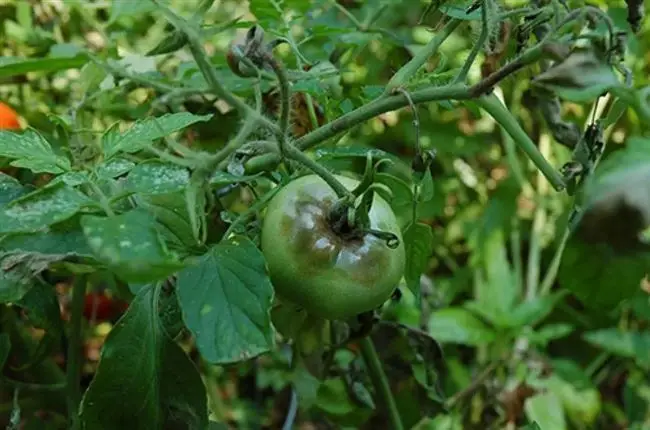 Есть ли устойчивые сорта помидор?